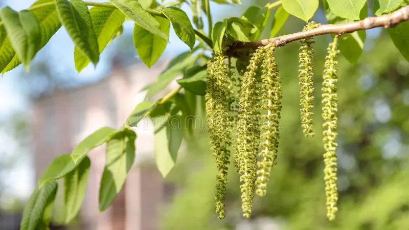 Орех маньчжурский catkins dereva mandshurica juglans s molodymi zelenymi listyami rasprostraneniya 183741660 - Орех маньчжурский