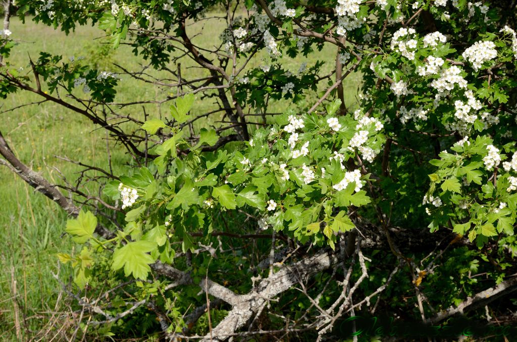 Цветение боярышника / ©ОТД Боярышник - Crataegus monogyna