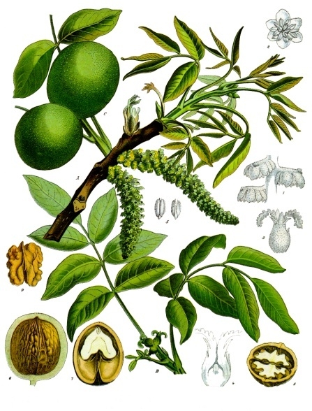 Орех грецкий (лат. Juglans regia)&nbsp;
