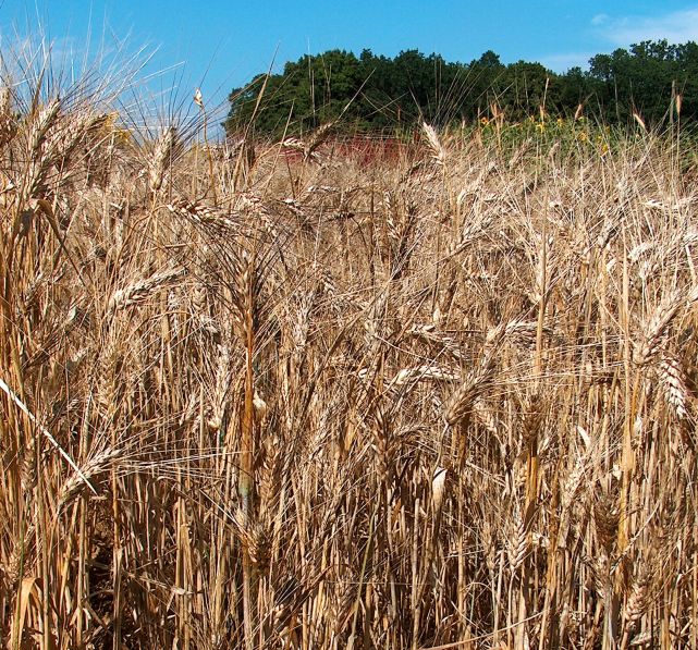 Пшеница твёрдая (Triticum durum)Сельскохозяйственное поле / ©Маркушагенлохер Пшеница твёрдая. Сельскохозяйственное поле