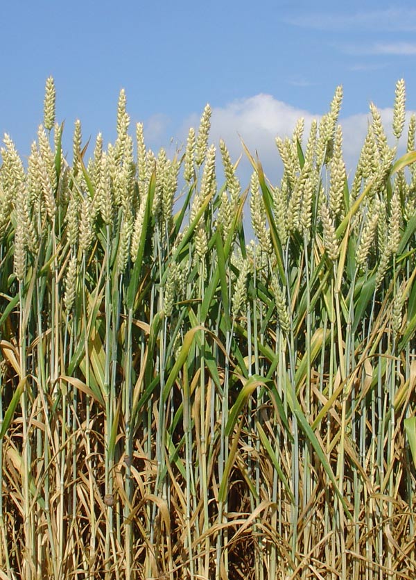 Пшеница мягкая (Triticum aestivum), типовой вид рода Triticum / (CC0 1.0) Пшеница мягкая (Triticum aestivum), типовой вид рода Triticum