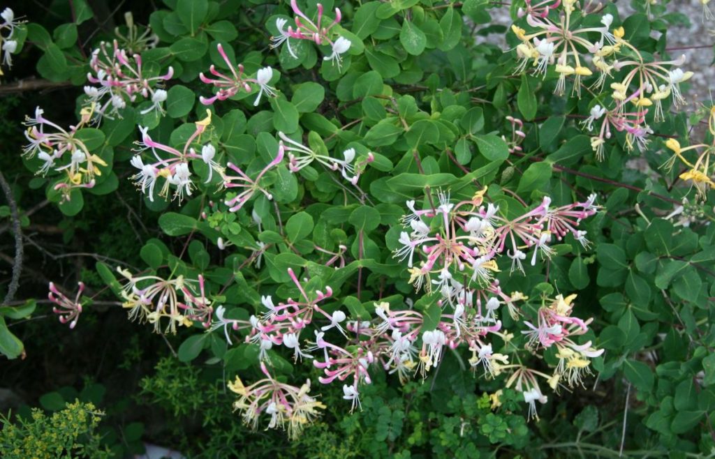 Жимолость этрусская тосканская (Lonicera etrusca) / Цветение / ©Franz Xaver wikimedia Жимолость. Цветение