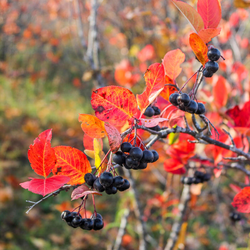 Черноплодная рябина / Aronia / Осень / ©pixabay Черноплодная рябина / Aronia / Осень