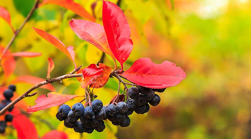 Черноплодная рябина / Aronia / Осень / ©dreamstime Черноплодная рябина / Aronia / Осень