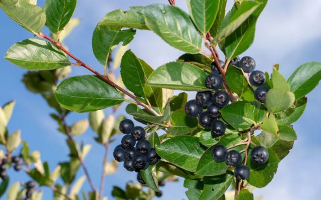 Черноплодная рябина / Арония Мичурина, Aronia mitschurini / Плоды / ©freepik Черноплодная рябина / Арония Мичурина, Aronia mitschurini
