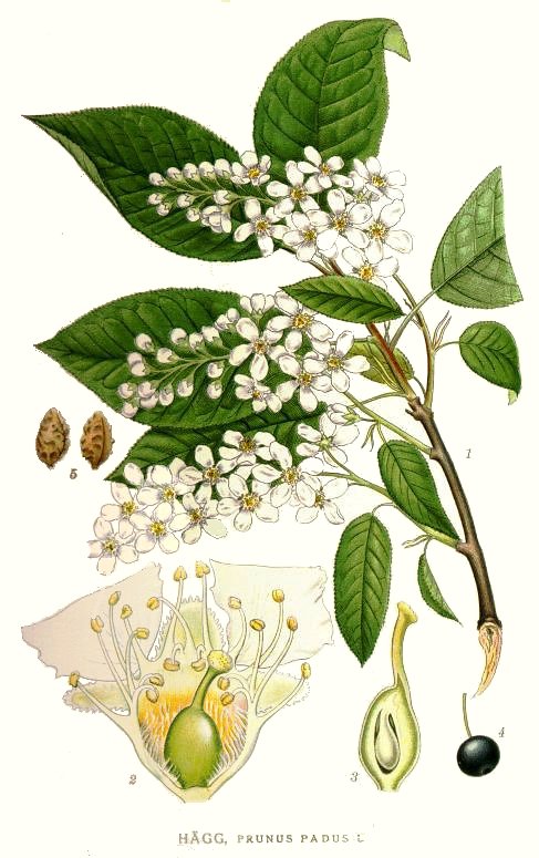 Черёмуха. Ботаническая иллюстрация из книги К. А. М. Линдмана Bilder ur Nordens Flora, 1917—1926 ( CC0 1.0 ) Черёмуха. Ботаническая иллюстрация из книги К. А. М. Линдмана Bilder ur Nordens Flora, 1917—1926