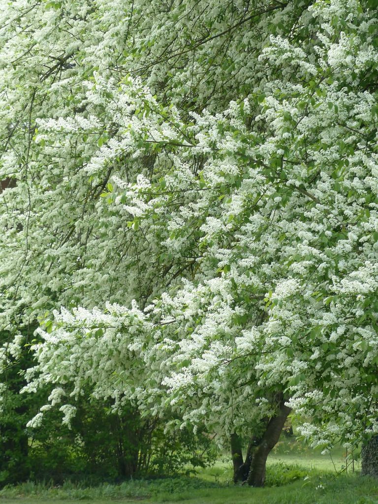 Черемуха обыкновенная Prunus Padus / ©Pixabay Черемуха обыкновенная Prunus Padus