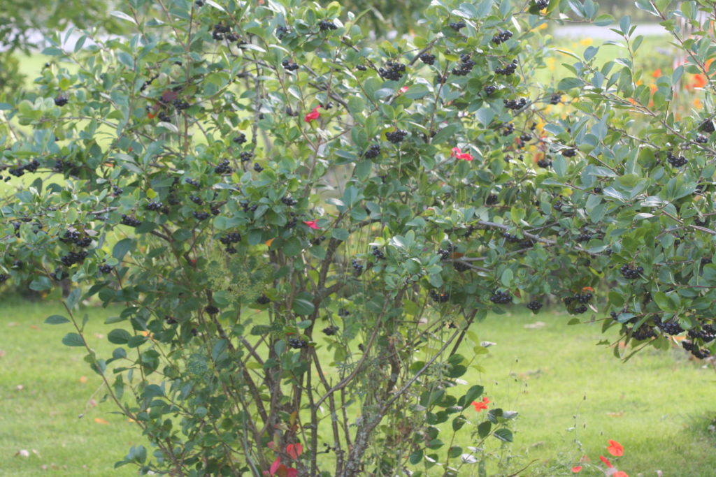 Черноплодная рябина / Арония Мичурина, Aronia mitschurini / ©Tappinen Черноплодная рябина / Арония Мичурина, Aronia mitschurini