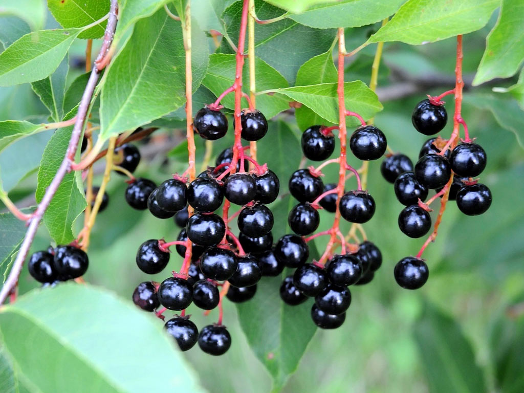 Черёмуха обыкновенная – Prunus padus / ©ОТД Черёмуха обыкновенная - Prunus padus