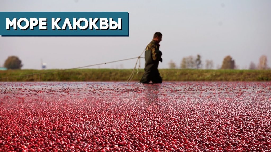 Как выращивают и собирают селекционную клюкву в Беларуси / © RF Как выращивают и собирают селекционную клюкву в Беларуси