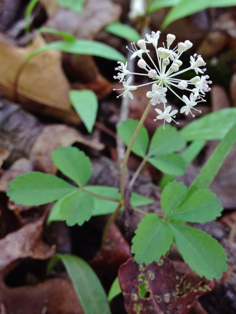 Женьшень. Соцветие. Panax_trifolius Dwarf_Ginseng / ©Fritzflohrreynolds Женьшень . Соцветие Panax_trifolius Dwarf_Ginseng