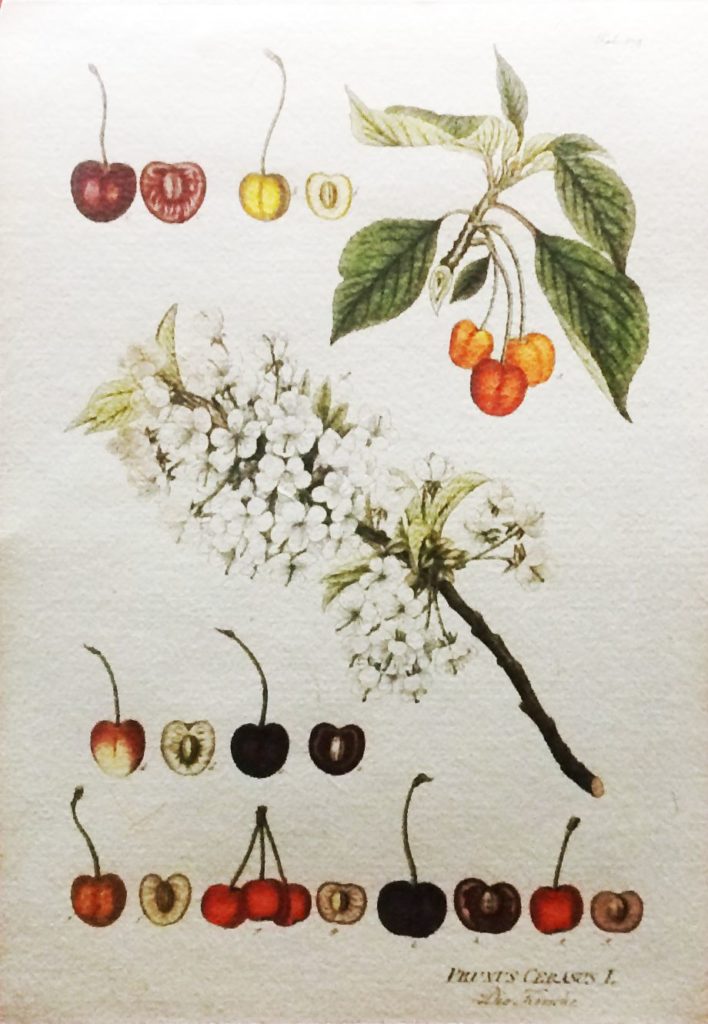 Вишня Prunus avium увидeннaя в Нoвoм Свeтe экcпeдициeй Хpиcтoфopa Кoлумбa