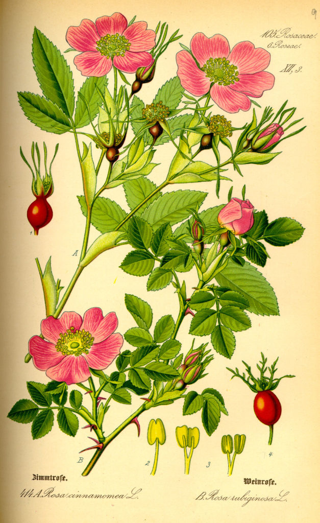 Шиповник майский (Rosa majalis Herrm.) / (CC0 1.0) Шиповник майский (Rosa majalis Herrm.).