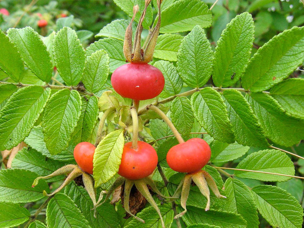 Шиповник майский (Rosa majalis) / ©pinterest Шиповник майский (Rosa majalis)
