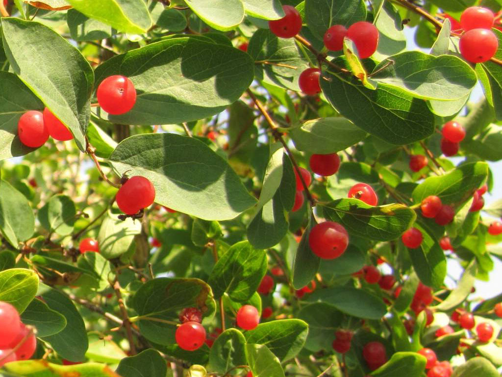 Жимолость татарская – Lonicera tatarica / ©ecosystema Жимолость татарская - Lonicera tatarica
