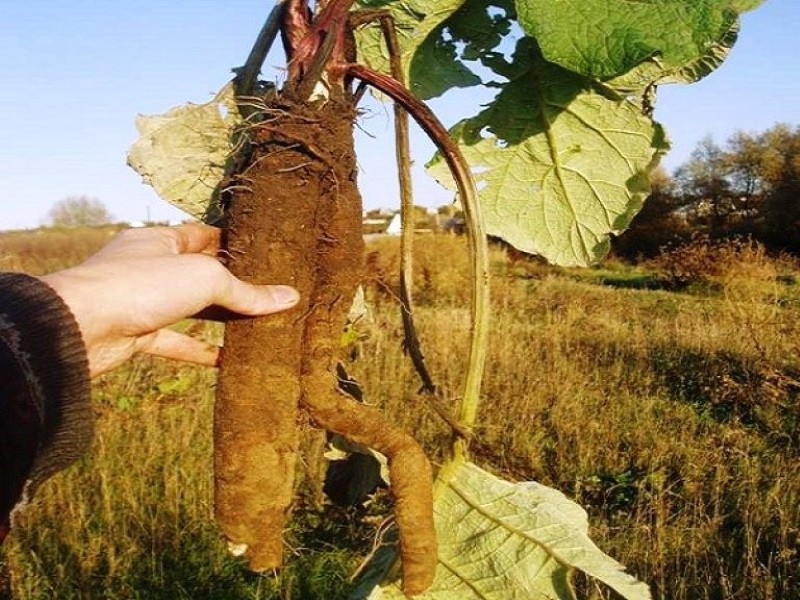 Корень лопуха