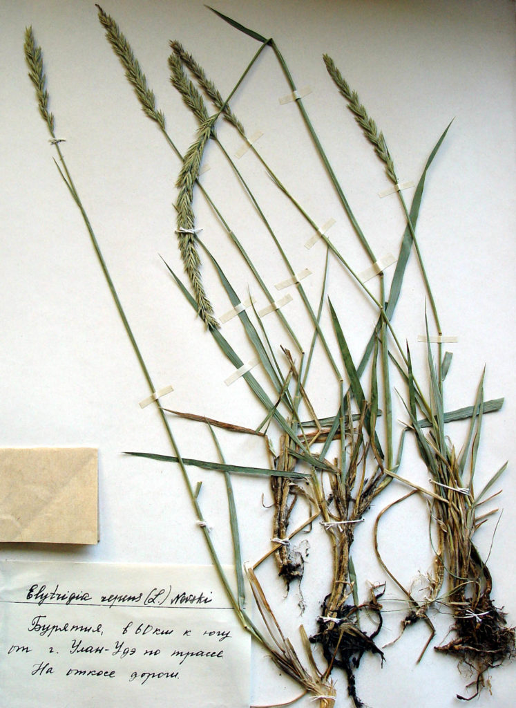 Пырей ползучий (Aqropyrum repens) / (CC0) Пырей ползучий (Aqropyrum repens).
