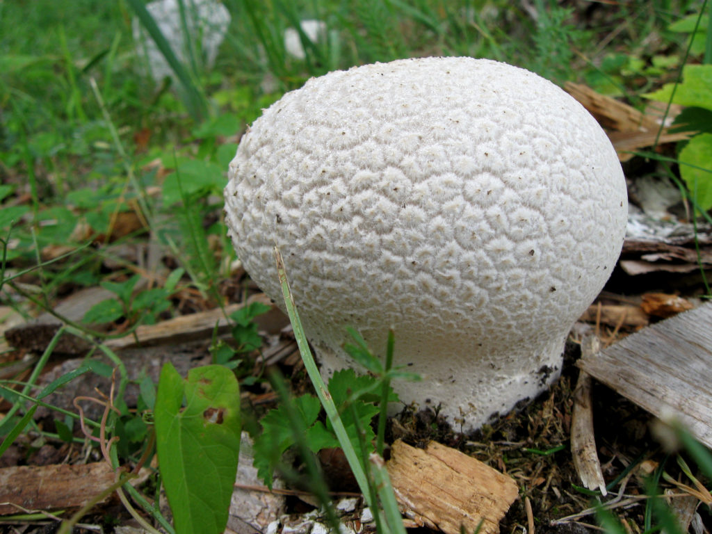Calvatia utriformis &ndash;  Головач  пузыревидный.