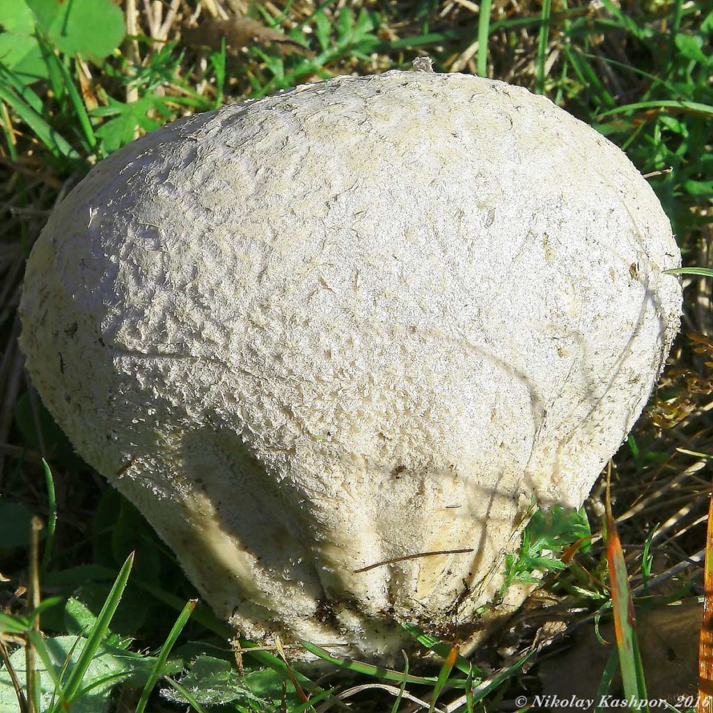 Calvatia utriformis ( Головач  мешковатый)