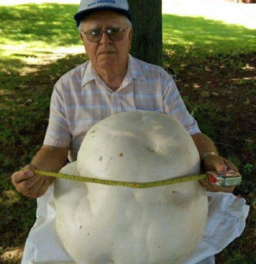 Дождевик  Головач  гигантский