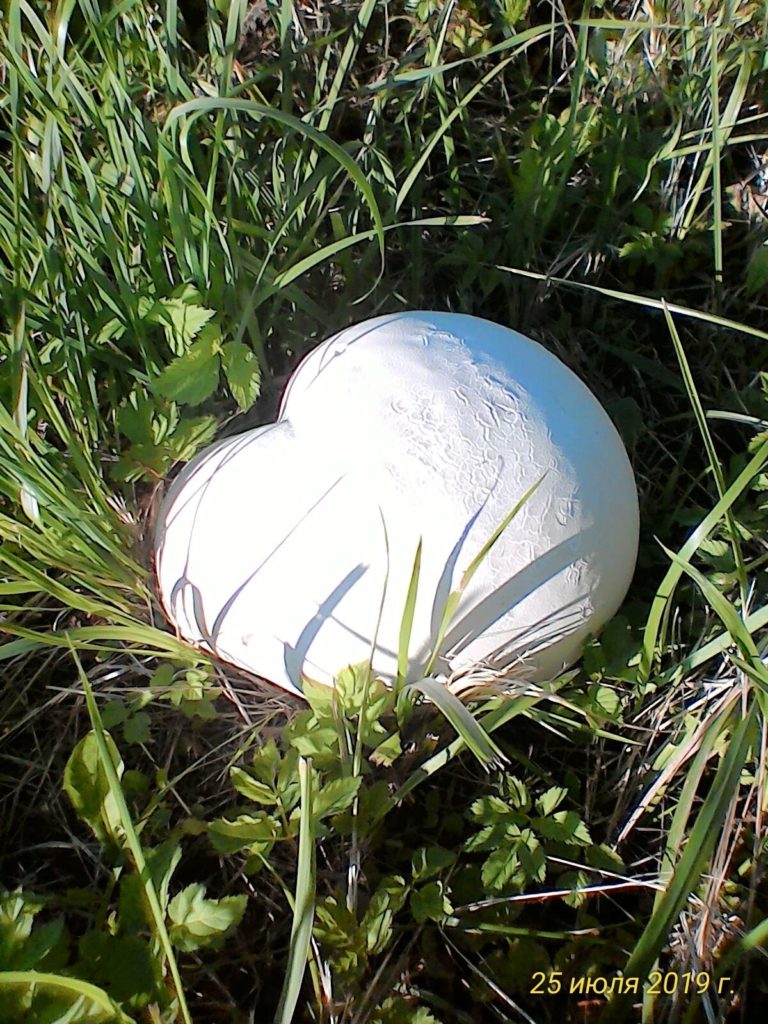  Головач  гигантский (Calvatia gigantea