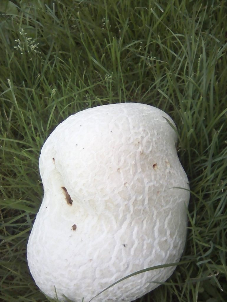  Головач  гигантский (Calvatia gigantea