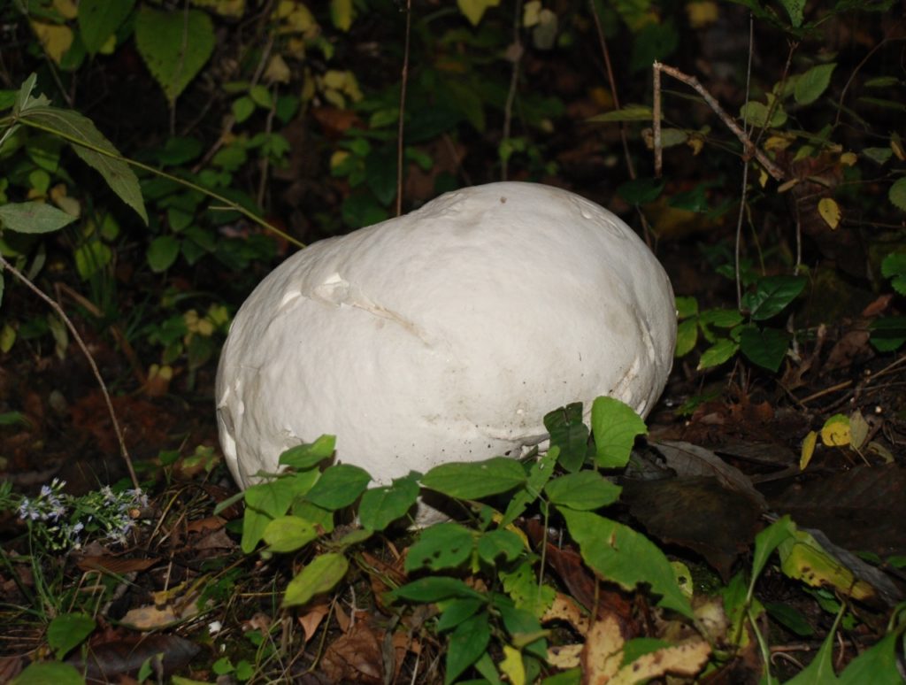 Головач  гигантский (Calvatia gigantea