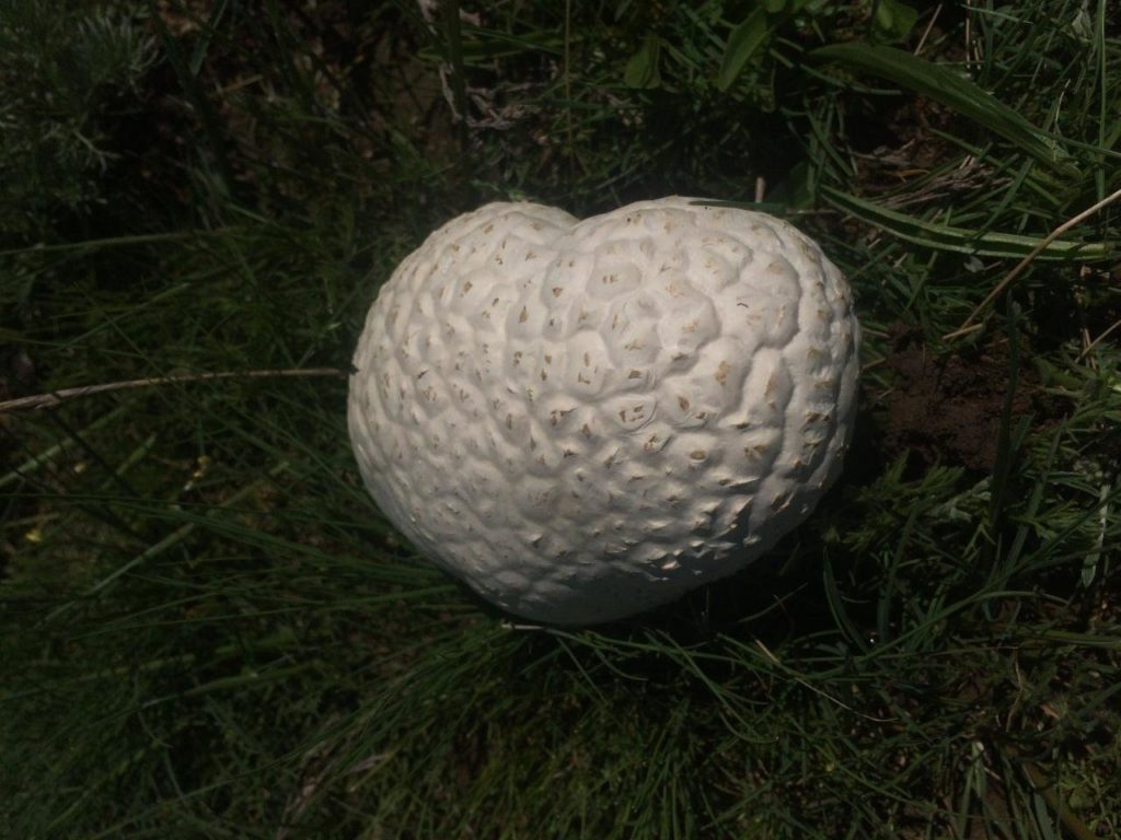 Головач мешковатый (Bovistella utriformis)2