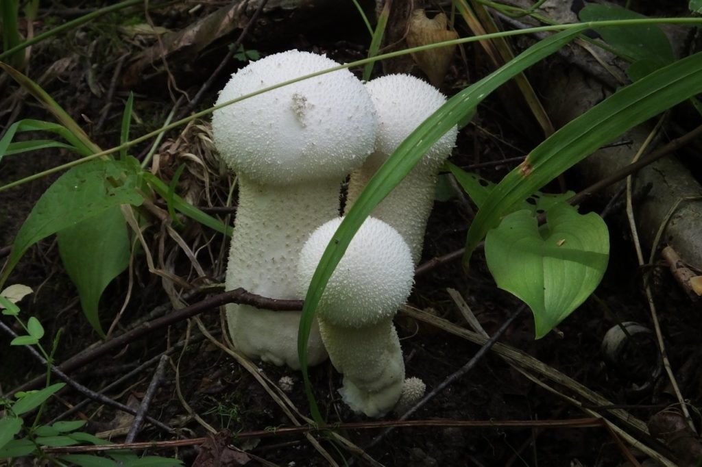ГОЛОВАЧ продолговатый Lycoperdon excipuliforme2