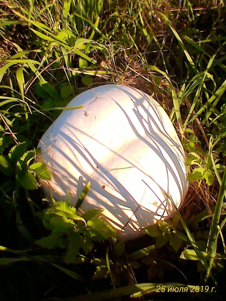 Гриб Calvatia gigantea