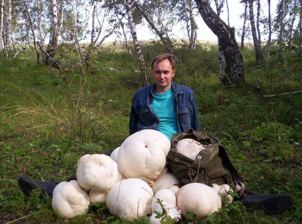 Гриб дождевик  Головач  гигантский
