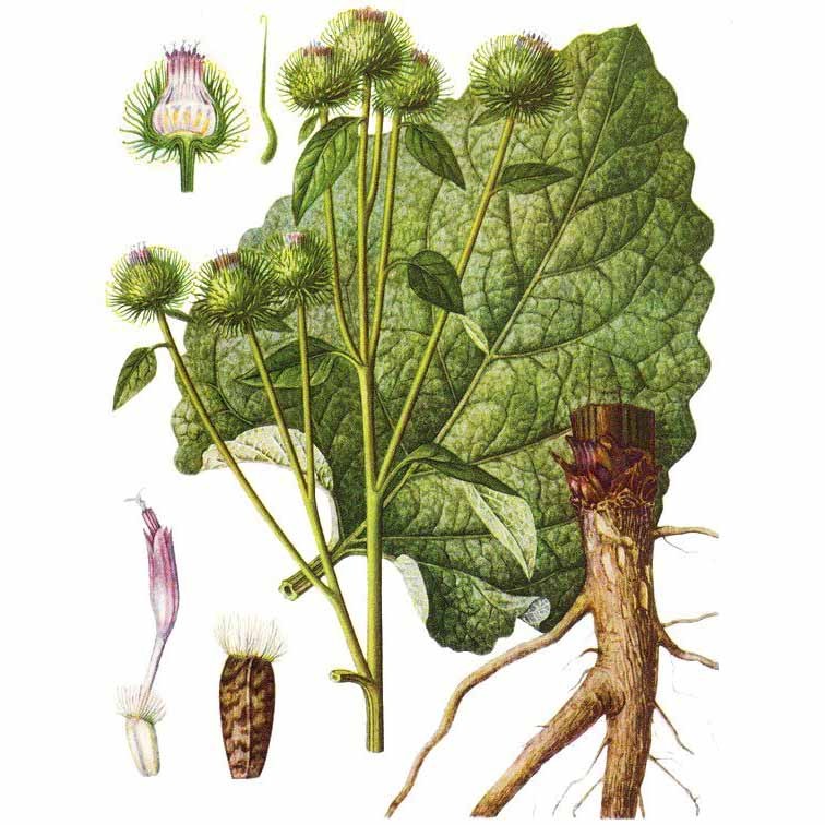 Лопух обыкновенный или Лопух большой &mdash; Arctium lappa