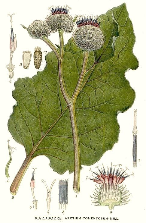Лопух войлочный (Arctium tomentosum Mill.)