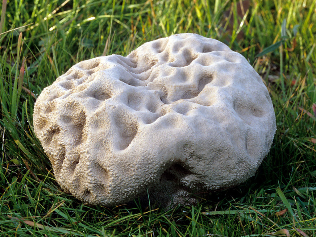 Lycoperdon 
