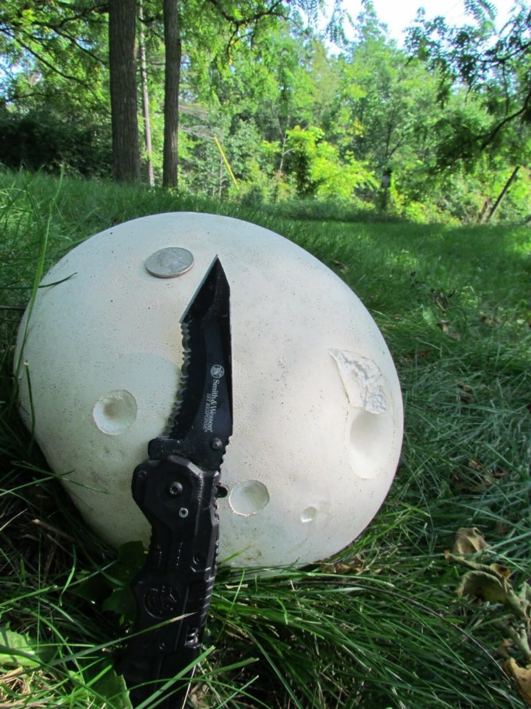 Puffball лангерманния гигантская
