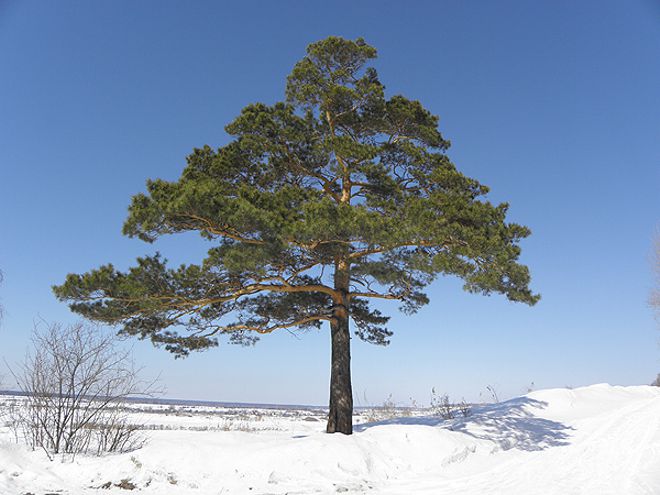 Сосна Дерево