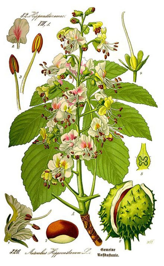  Каштан конский обыкновенный (Aesculus) Ботаническая иллюстрация
