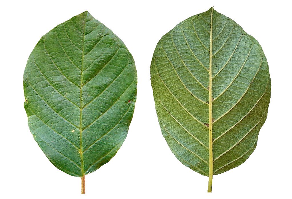 Крушина ломкая, крушина ольховидная (лат. Frangula alnus) Лист