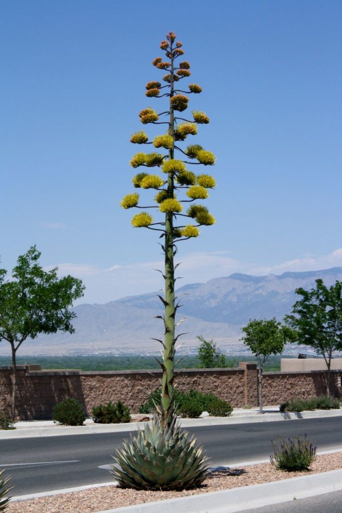 Agave americana (Агава американская) / ©Pinterest Agave americana (Агава американская)