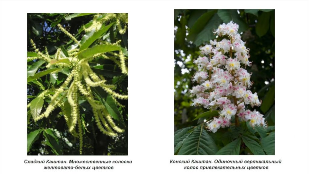 Каштан&nbsp;посевной съедобный  (лат.&nbsp;Cast&aacute;nea)  и  Каштан конский обыкновенный (Aesculus)