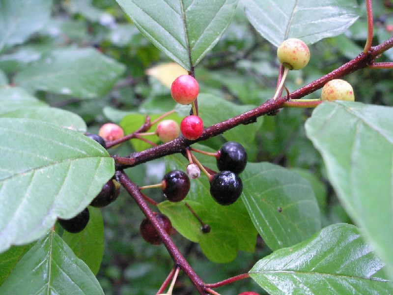 Крушина ломкая, крушина ольховидная (лат. Frangula alnus) Плоды