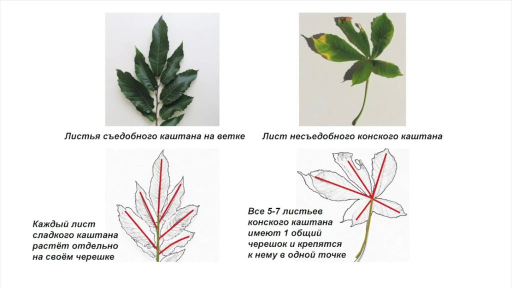 Каштан&nbsp;посевной съедобный  (лат.&nbsp;Cast&aacute;nea)  и  Каштан конский обыкновенный (Aesculus)