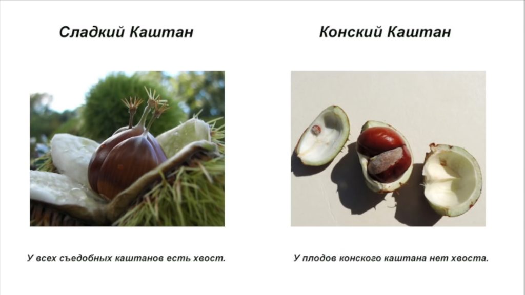 Каштан&nbsp;посевной съедобный  (лат.&nbsp;Cast&aacute;nea)  и  Каштан конский обыкновенный (Aesculus)