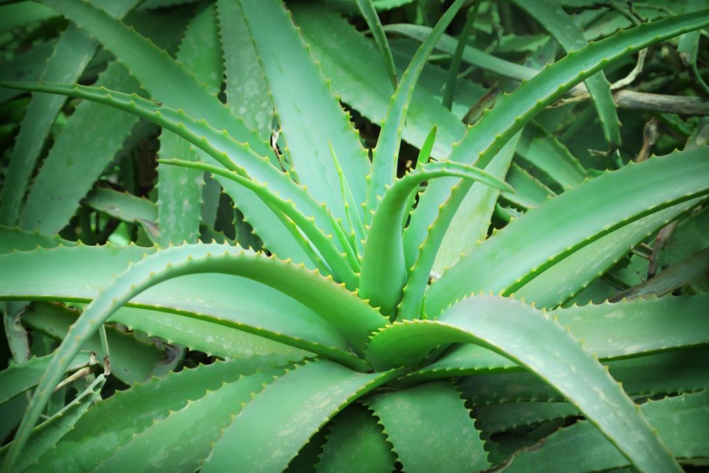 Алое настоящее (Aloe vera) / ©dreamstime Алоэ настоящее(Aloe vera)