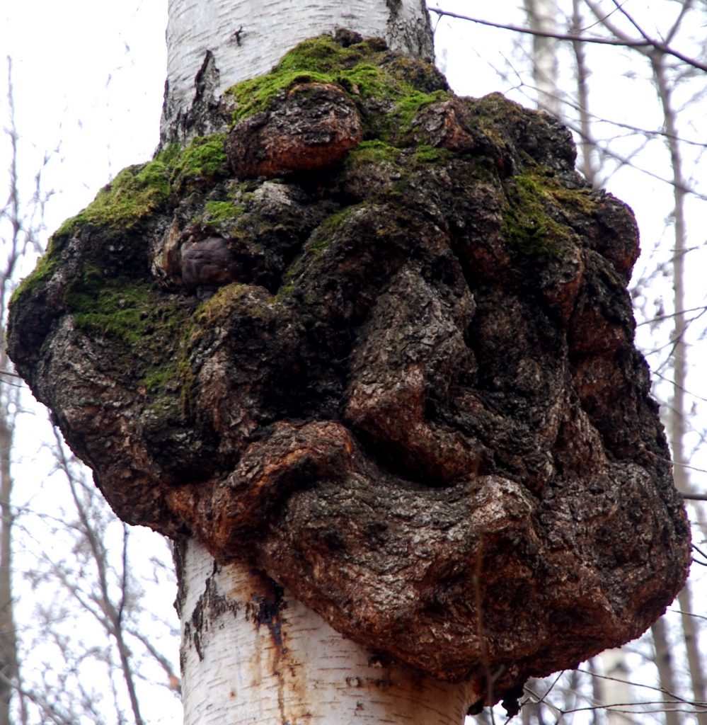 Сувель (свиль) на берёзе / ©r.f. Сувель (свиль) на берёзе
