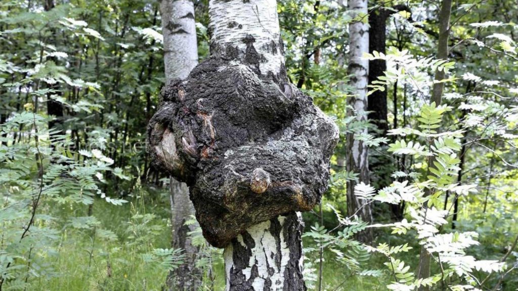 Кап на берёзе / ©pinterest Кап на берёзе