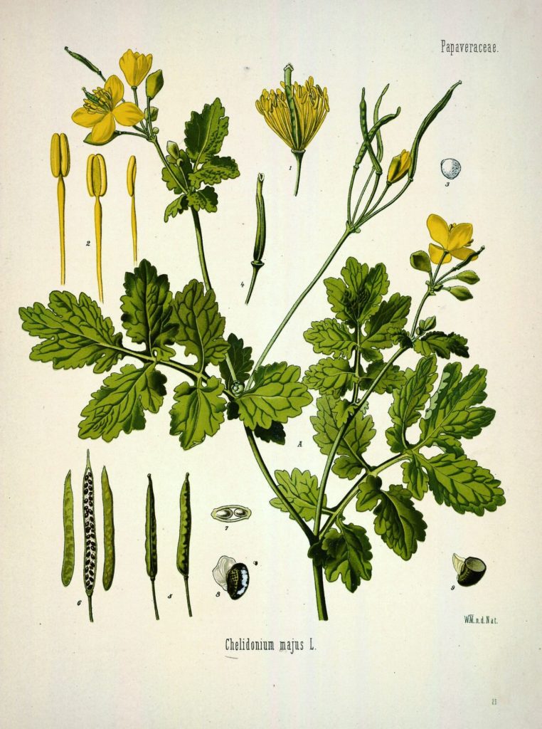Чистотел большой (Chelidonium majus L.) Ботаническая иллюстрация
