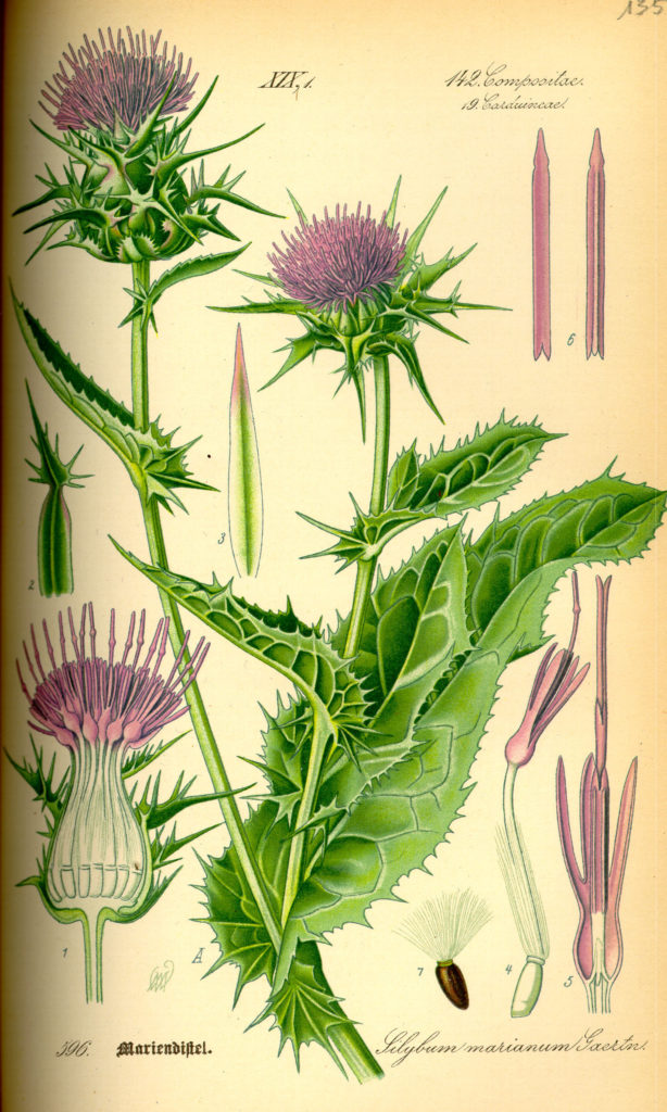 Расторопша пятнистая. Ботаническая иллюстрация
