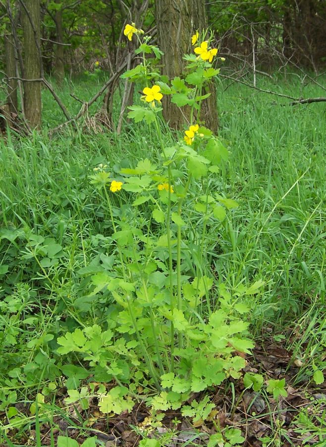 Чистотел большой (Chelidonium majus L.) Куст