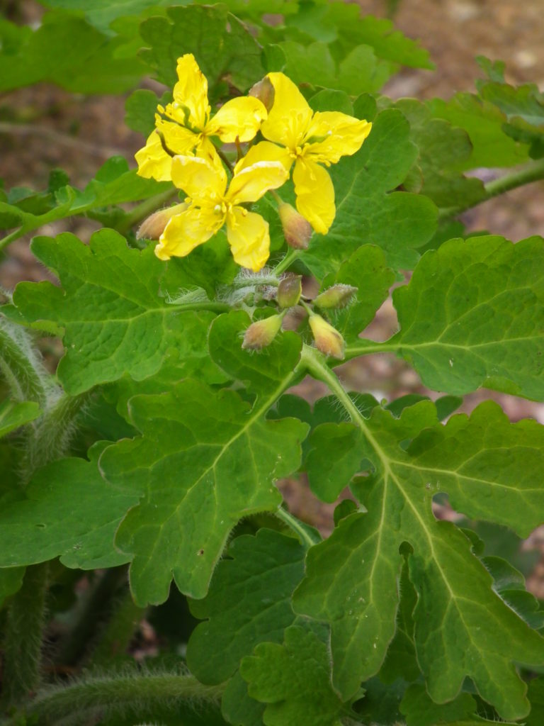  Чистотел большой (Chelidonium majus L.) Цветение